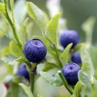 Blueberry Shrubs