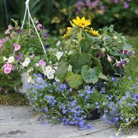 flowers in the garden