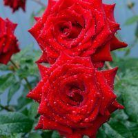 Lush bush of red roses in the garden on a nature background.