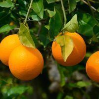 Oranges on a tree