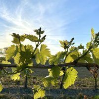 vine with leaves